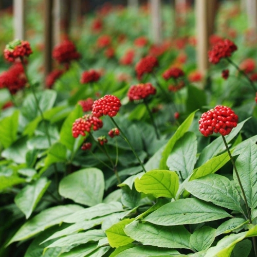 Der König des Waldes ist Ginseng