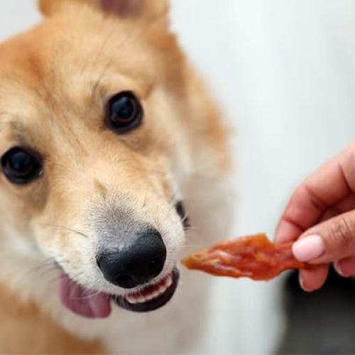 Лакомства для питомцев